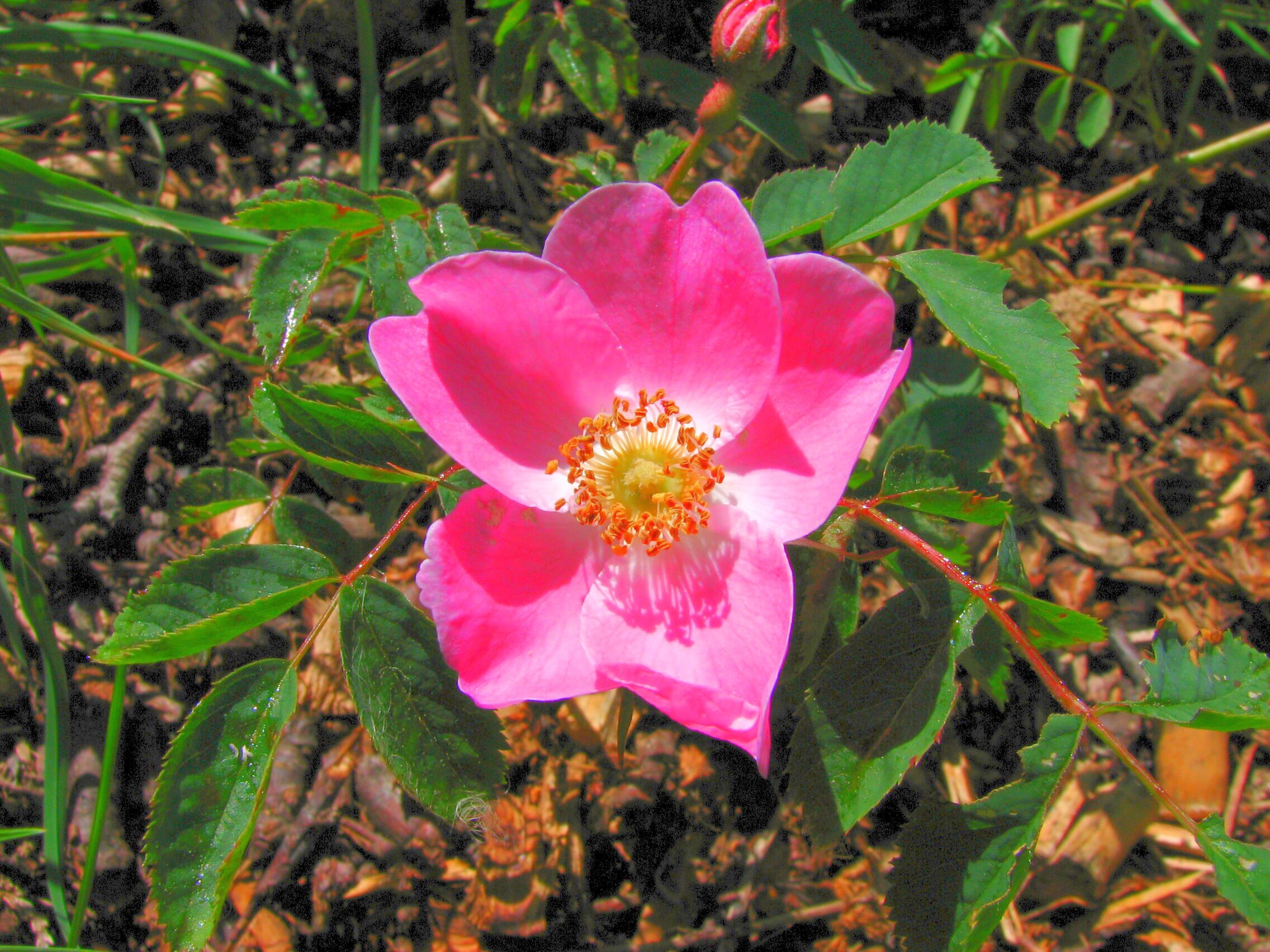 Ingredient of the Week: Alpine Rose - Gunilla of Sweden®