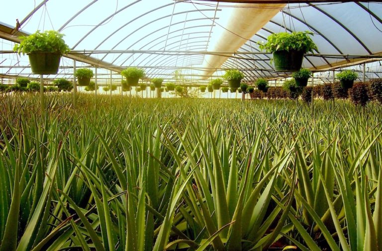 GUNILLA® & LEROSETT® Plant-Based Organic Skin Care