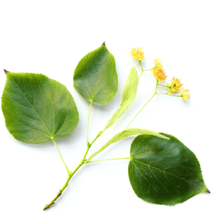 Organic Tilia-cordata